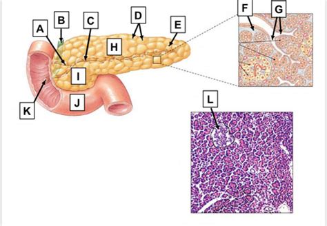 L) endocrine pancreas anatomy Flashcards | Quizlet