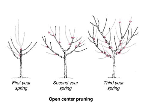 when to prune cherry trees nz - Marcelino Guy