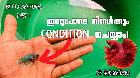 🐠BETTA BREEDING - ഇനി ആര്‍കും ചെയ്യാം😻 #bettabreeding #bettafarm - YouTube