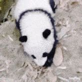 Angry Panda Rage GIF - Angry Panda Rage Commercial - Discover & Share GIFs