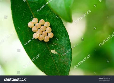 14,667 Leaf Insect Egg Images, Stock Photos & Vectors | Shutterstock