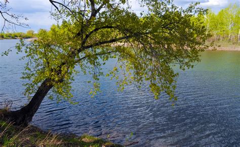 Tree Over The River Free Stock Photo - Public Domain Pictures