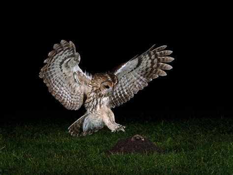 wild tawny owl hunting mole by paul hudson | Photocrowd photo competitions & community site