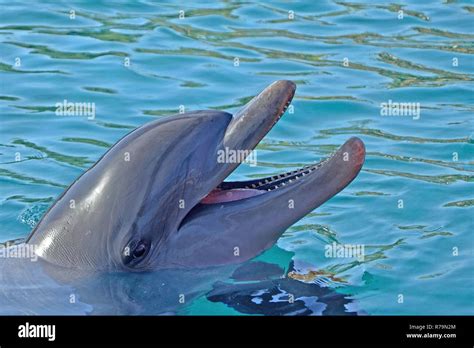 Eilat dolphin reef hi-res stock photography and images - Alamy