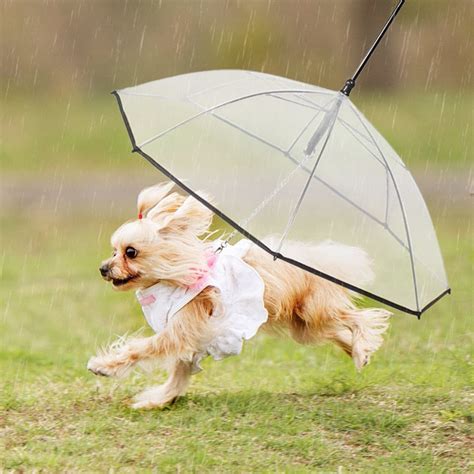 Dog Umbrella With Built-In Leash | The Green Head