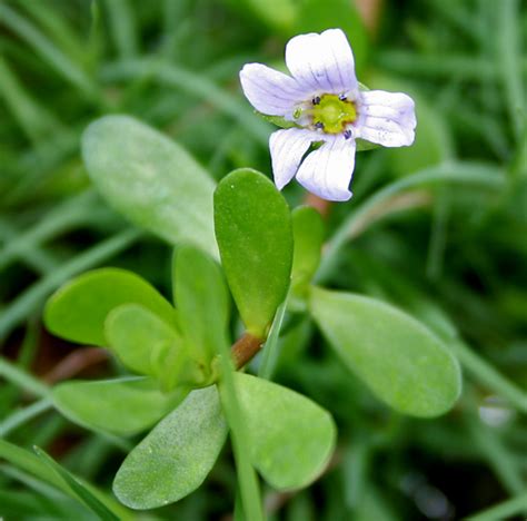 Herbal Hair Benefits With Brahmi Recipes - Lustrous Henna®