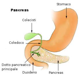 Pancreas - Wikipedia