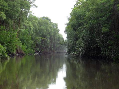 Caroni Swamp and Bird Sanctuary: Destination Trinidad and Tobago | Tours, Holidays, Vacations ...