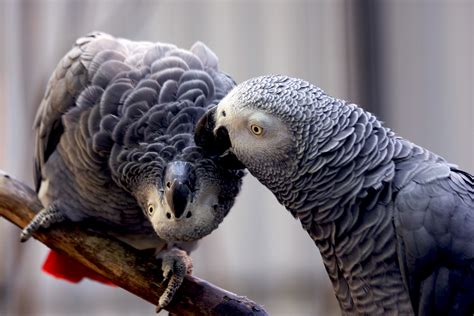 Swearing Parrots split up by Zoo Keepers After Egging Each Other on to ...