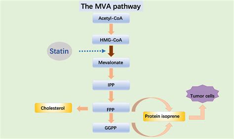 Frontiers | Targeting the Tumor Microenvironment: A Literature Review of the Novel Anti-Tumor ...