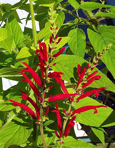 Pineapple Sage Flowers Edible - Thuem Garden Plant