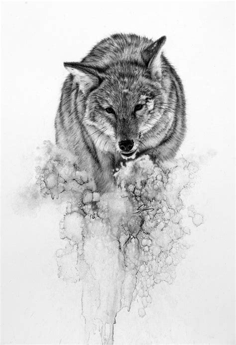 Coyote in Snow – Joshua Spies Fine Art