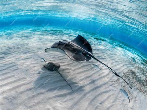 Free Photo | Closeup of a stingray with its baby swimming underwater with other fish