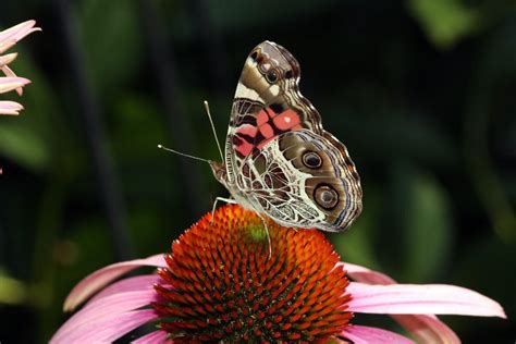 Coneflowers: Plant Care and Collection of Varieties - Garden.org