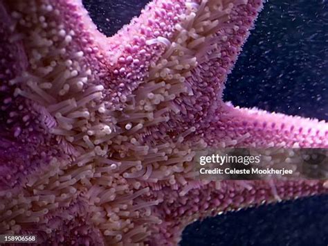 17 Pink Sea Star Stock Photos, High-Res Pictures, and Images - Getty Images