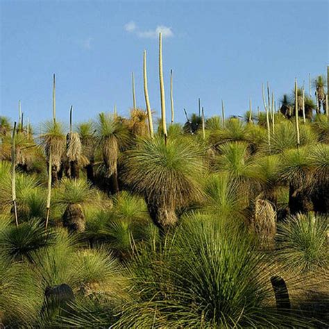 XANTHORRHOEA australis - Xanthorrhoea (Grass Tree) – Australian Seed