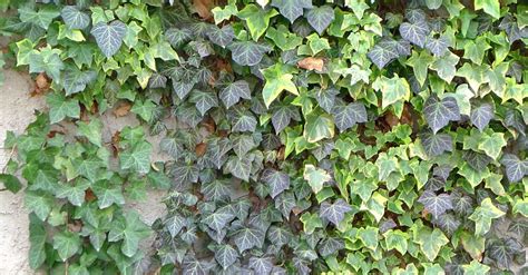 Hedera Helix - English Ivy - Pictures and Information: Fassadengruen