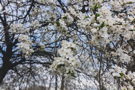 The 23 Most Iconic Trees Native to Indiana - A-Z Animals