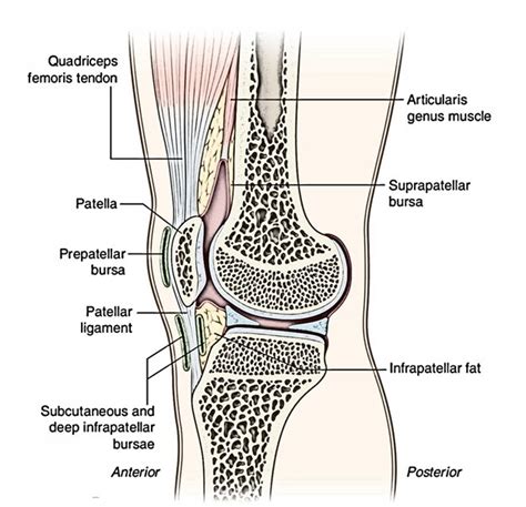 Knee Bursa – Earth's Lab