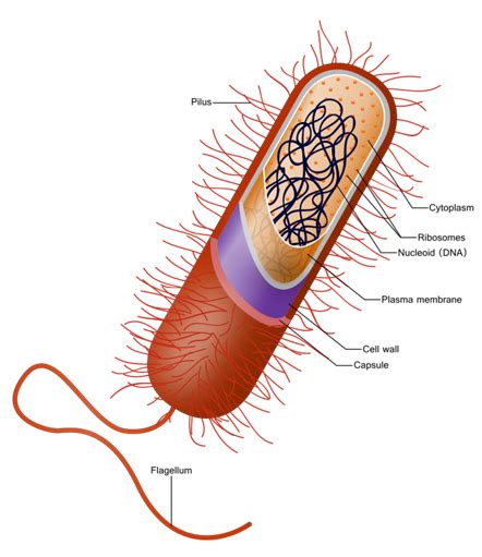 Bacterial Cell Wall