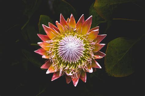 Free stock photo of desktop wallpaper, flower, nature