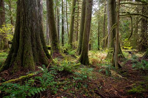 Save America's Oldest Forests