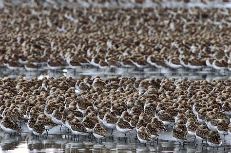 Western Sandpiper Migration Stop Copper Photograph by Michael Quinton