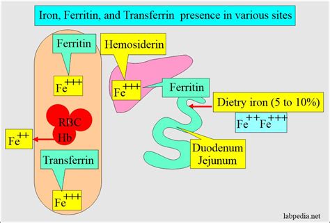 Ferritin (serum Ferritin Level) - Labpedia.net