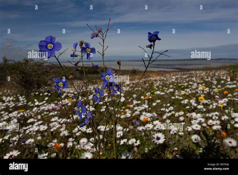 Wild flowers in full bloom on the South African West coast in the West ...