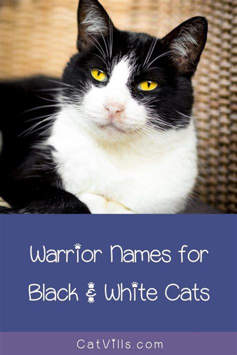 62 Darling Black and White Cat Names | Cat names, White and black cat ...