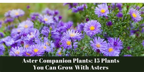 Aster Companion Plants: 15 Plants You Can Grow With Asters - The Grassy Root