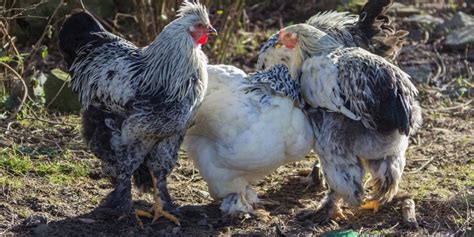 Fowl Cholera or Avian Pasteurellosis - Organic Chicken Feed