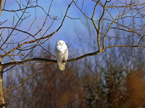 Snowy Owls | Finger Lakes Land Trust