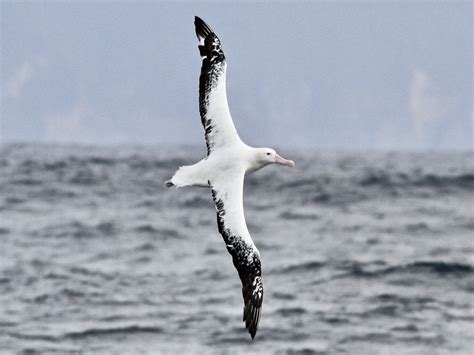 Snowy Albatross - eBird