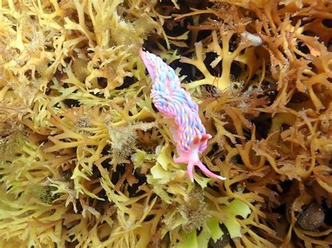 Rare rainbow sea slug spotted in Cornwall by stunned snorkeler - Cornwall Live