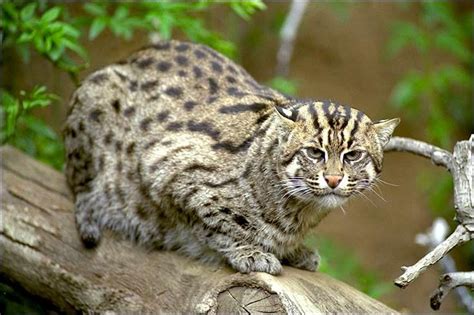 Kodkod, also called güiña, is the smallest wild cat in the Americas. | Small wild cats, Cats ...