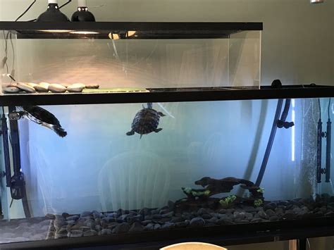 New turtle tank setup. | Turtle tank, Turtle aquarium, Turtle tank setup