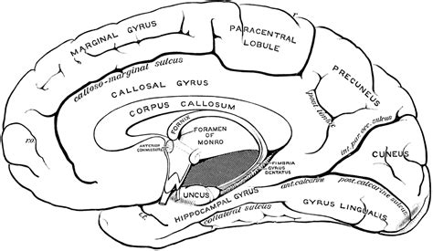 Gyri and Sulci on the Brain | ClipArt ETC