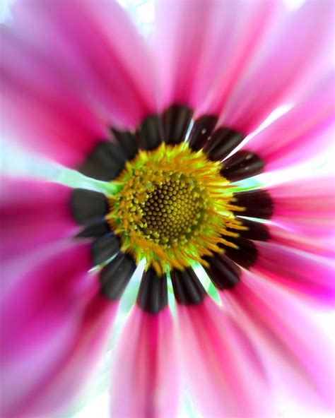 Flowers and petals take on new form and movement with a macro lens. We love the shallow depth of ...