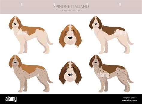 Spinone Italiano coat colors, different poses clipart. Vector ...