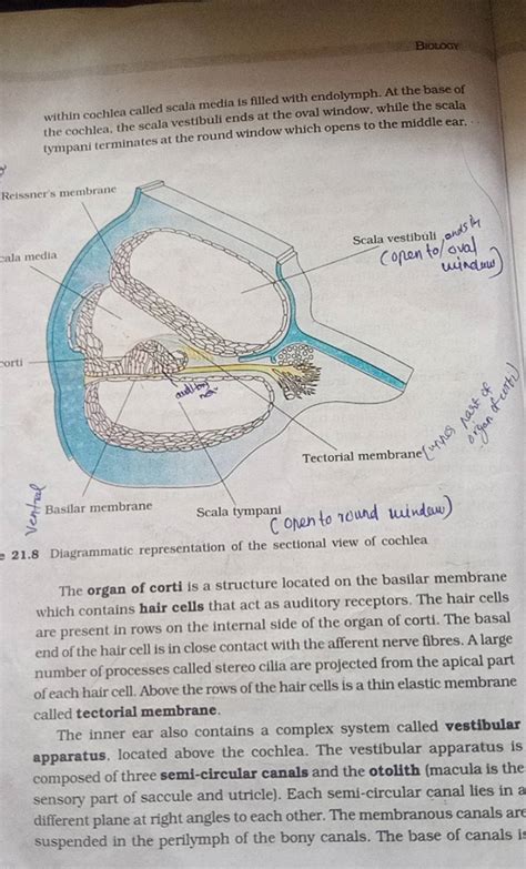 within cochlea called scala media is filled with endolymph. At the base o..