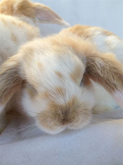 Papillio, a ginger butterfly Dwarf lop at 8wks old. | Animals, Pets, Rabbit