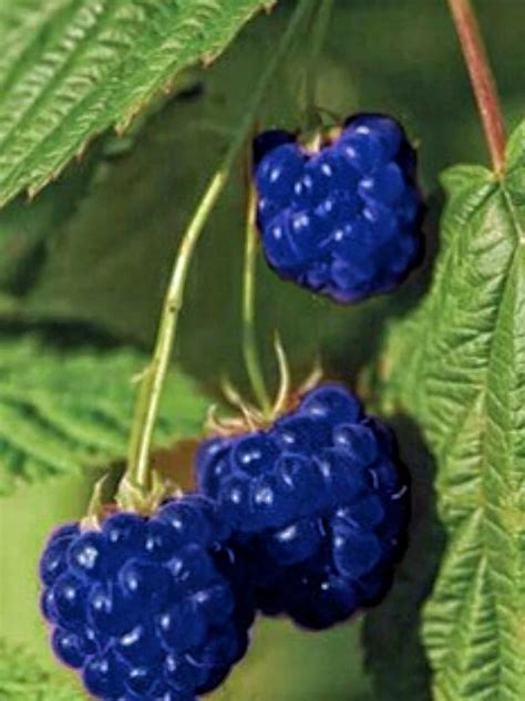 A Blue Raspberry | Blue fruits, Exotic fruit, Fruit plants