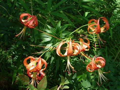 Southwest Georgia Wildflowers ~ Debra's Endeavors From Southwest Georgia