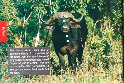 Hunting Cape Buffalo – Kaiwhai Safaris