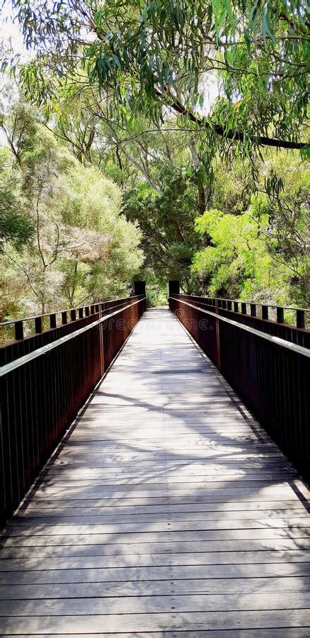 Kings Park and Botanic Garden in Perth Stock Image - Image of kings, bridge: 153893863