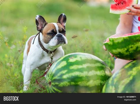 Funny English Bulldog Image & Photo (Free Trial) | Bigstock