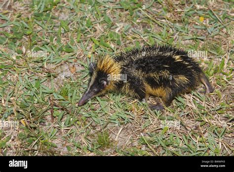 Lowland Streaked Tenrec Hemicentetes semispinosus Stock Photo - Alamy