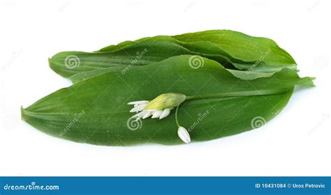 Ramson leaves and flower stock photo. Image of food, chives - 10431084