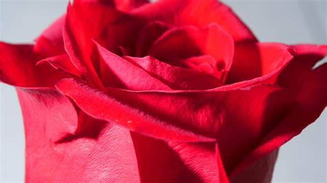 Free Images : petal, pink, red rose, close up, petals, macro photography, flowering plant ...
